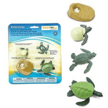 [11815] Life Cycle of a Green Sea Turtle