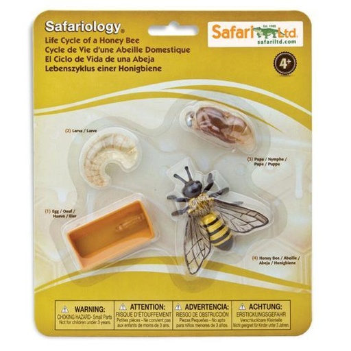 [10662] Life Cycle of a Honey Bee