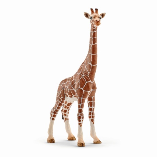 [1064] Giraffe, Female