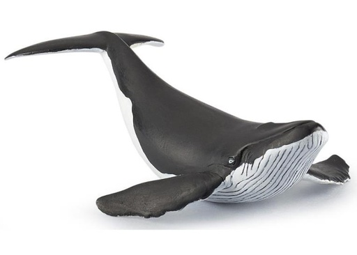 [12343] (Humpback) Whale Calf