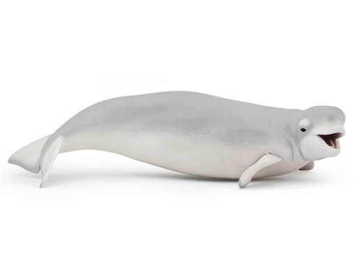 [12746] Beluga Whale