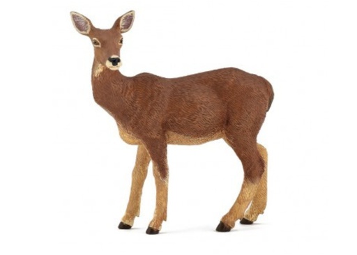 [15038] Doe