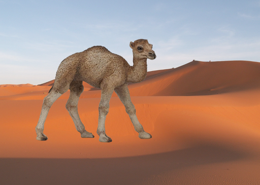 [12342] Dromedary Calf