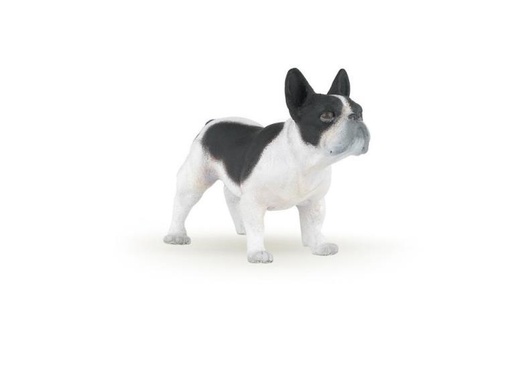 [7872] French Black & White Bulldog