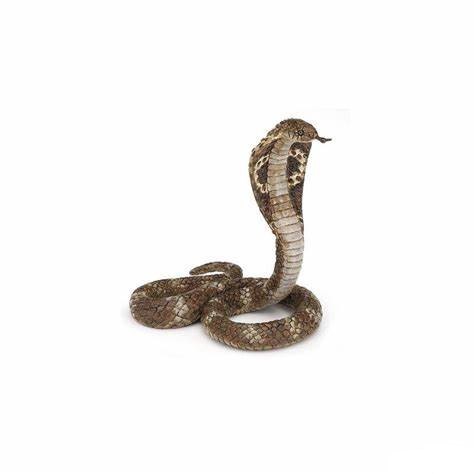 [7353] King Cobra