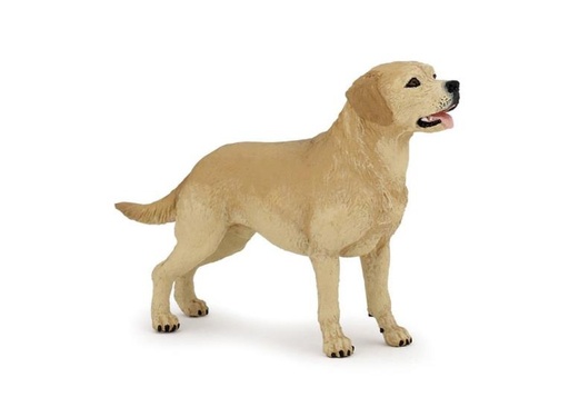 [7284] Labrador