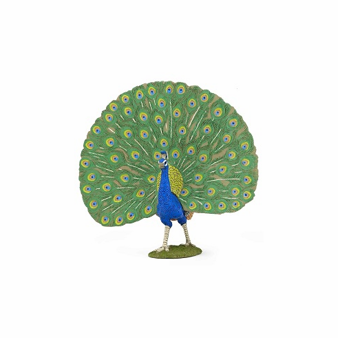[7878] Peacock