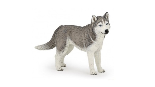 [12346] Siberian Husky