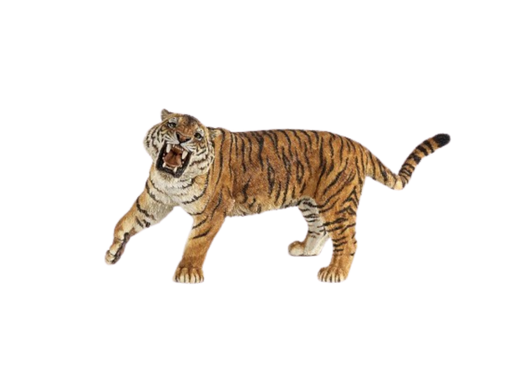 [9370] Tiger Roaring