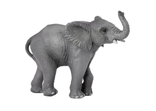 [11794] Young Elephant